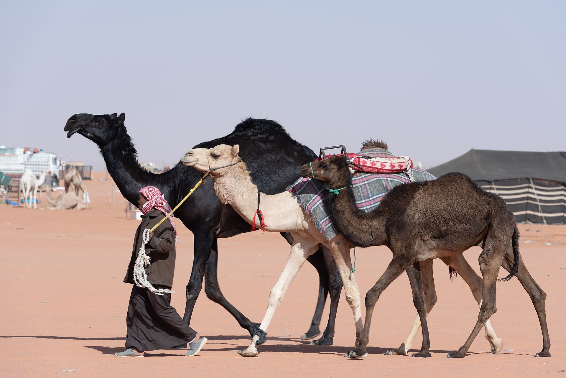 معسكر بدوي بين الكثبان الرملية