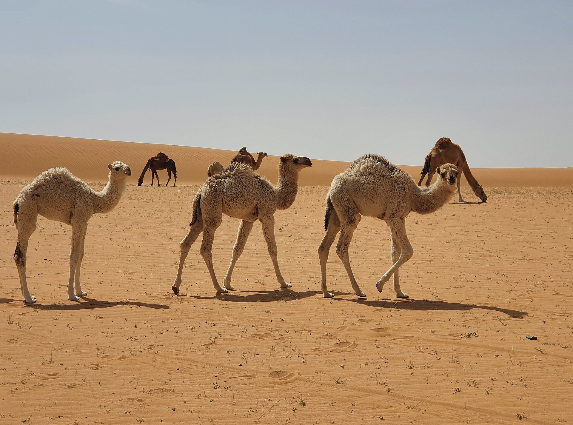 قطيع من الإبل يعبر الكثبان الرملية